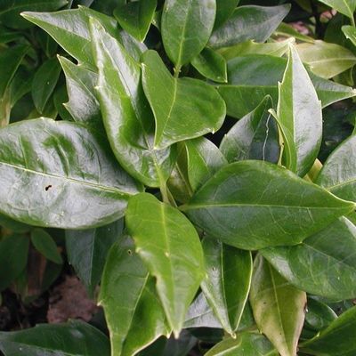 Aucuba japonica 'Sulphurea Marginata' - Shoot