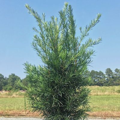Podocarpus macrophyllus var. maki - Shoot