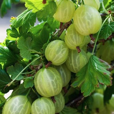 Ribes uva-crispa 'Hinnonmaki Green'