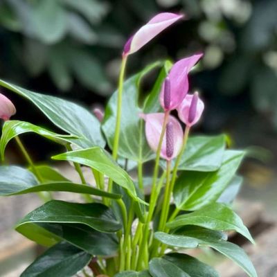 Anthurium (Andraeanum Group) 'Zizou' - Shoot