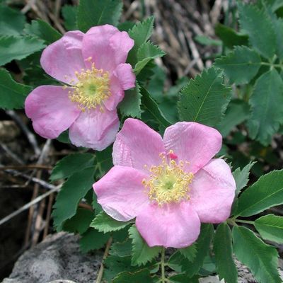 Rosa woodsii