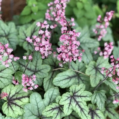 X Heucherella 'Pink Fizz' - Shoot