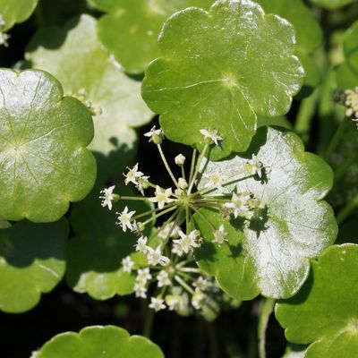 Hydrocotyle sibthorpioides 'Crystal Confetti' - Shoot