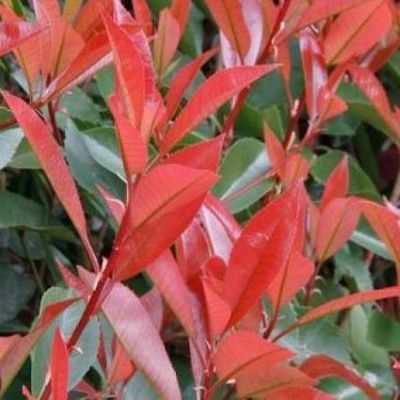 dizygotheca plant dizygotheca elegantissma 'bianca false aralia' – Enchanted Grow main image 1