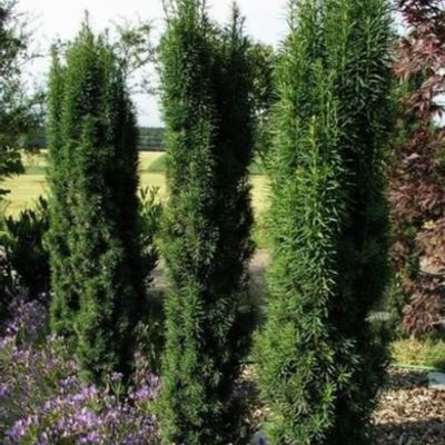 Taxus baccata 'Black Tower' - Shoot
