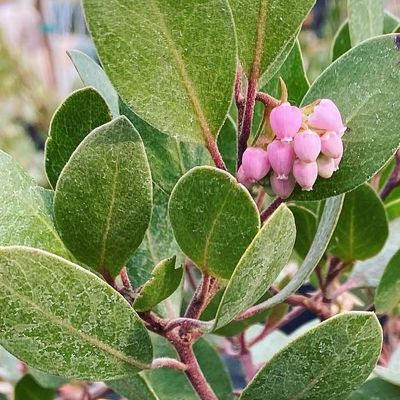 Chieftain Manzanita (Arctostaphylos x coloradensis