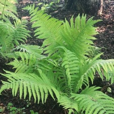 Dennstaedtia punctilobula
