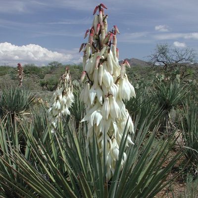 Yucca filamentosa 'Variegata' - Shoot