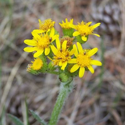 Senecio integerrimus