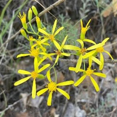Senecio spartioides