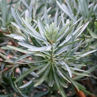 Podocarpus lawrencei 'Blue Gem' - Shoot