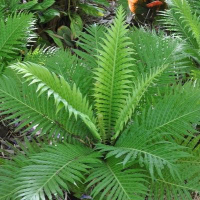 Blechnum gibbum 'Silver Lady'