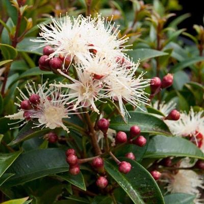Syzygium australe 'Bush Christmas'