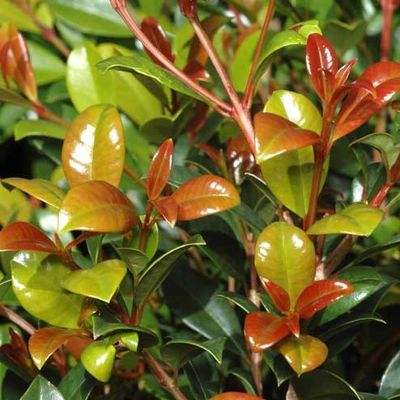 Syzygium australe 'Aussie Southern'