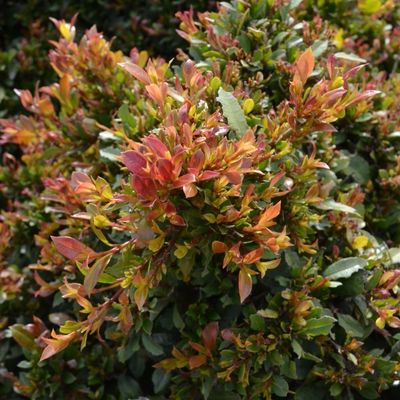 Syzygium australe 'Tiny Trev'