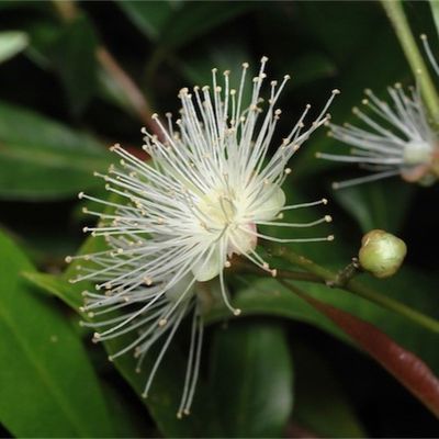 Syzygium paniculatum 'Lillyput'