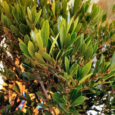 Syzygium smithii 'Minipilly™'