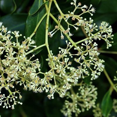 Syzygium hemilamprum