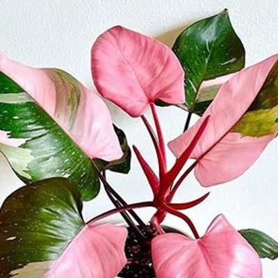 murraya koenigii plant Murraya koenigii – Adplants main image 0