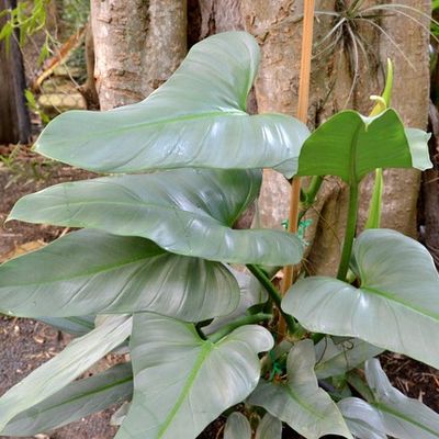 parlor palms Parlor Palm - 6 Inch Pot