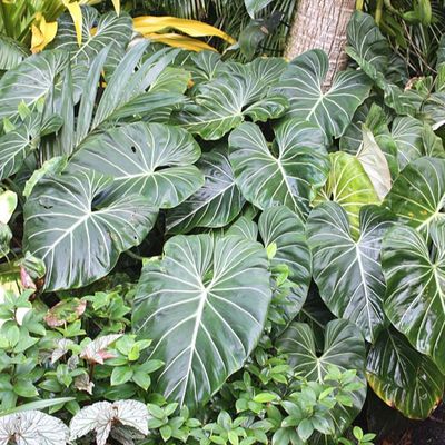 Philodendron 'Dean McDowell' - Shoot