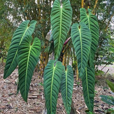 Philodendron 'Dean McDowell' - Shoot