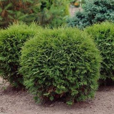 Thuja occidentalis 'Teddy' - Shoot