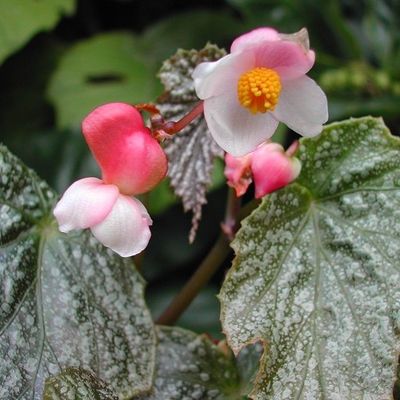 Begonia formosana f. albomaculata - Shoot