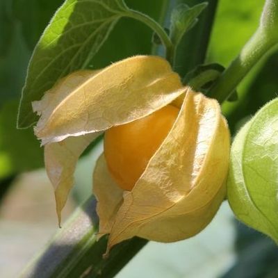 Physalis alkekengi var. franchetii 'Gigantea' - Shoot