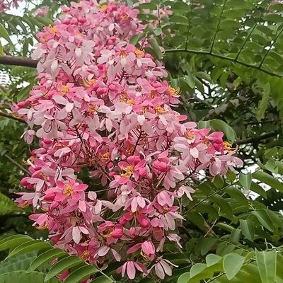 ground orchid plants Chinese Ground Orchid, Bletilla striata Pink main image 1