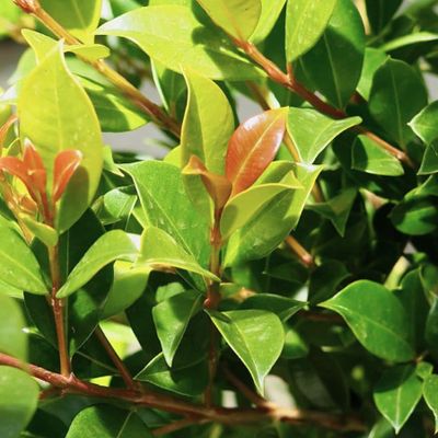 Syzygium paniculatum 'Backyard Bliss'