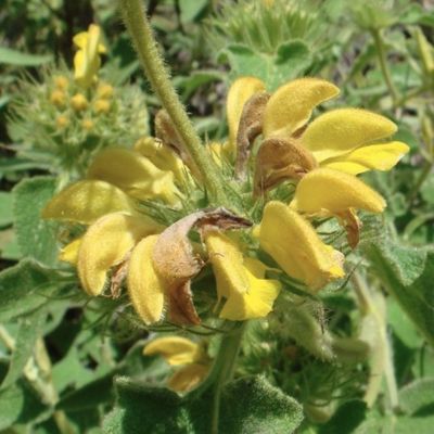 Phlomis x cytherea