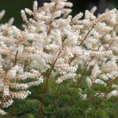 Goat's Beard - Noble Spirit