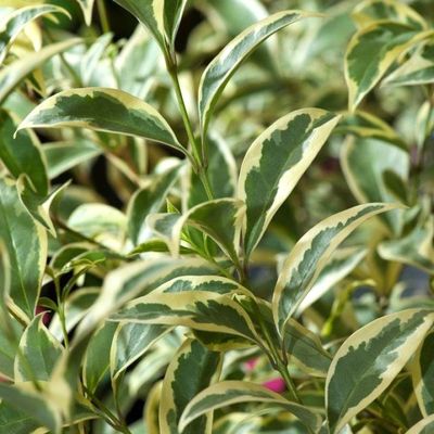 philodendron feel 6" Philodendron 'Silver Stripe' (Hanging Basket)