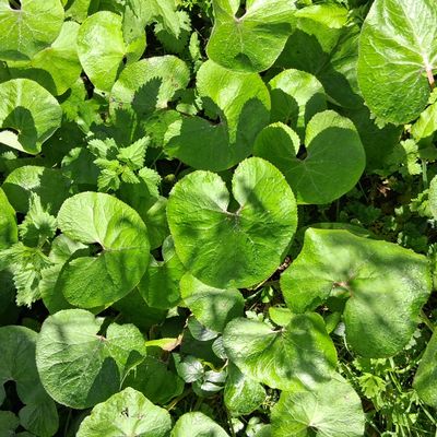 Identify a plant - Shoot