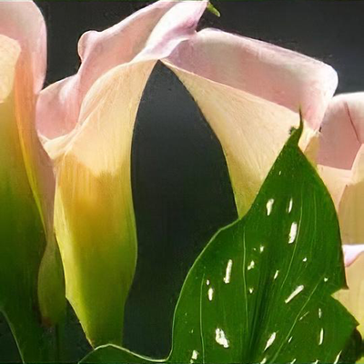 Zantedeschia 'Captain Marrero' (Captain Series)