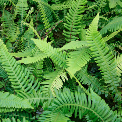 Blechnum spicant