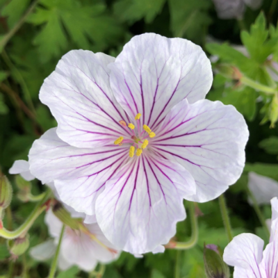Geranium himalayense 'Derrick Cook'