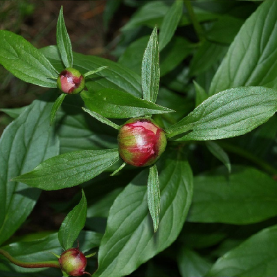 Paeonia lactiflora 　アレドクラシック　イタリア製 Paeonia lactiflora 'Florence Ellis' - Shoot