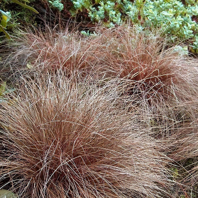 Carex conica 'Snowline' - Shoot