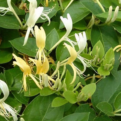 Lonicera japonica var. chinensis - Shoot