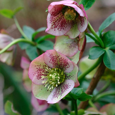 Helleborus orientalis