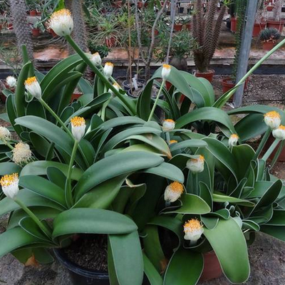 Haemanthus albiflos - Shoot