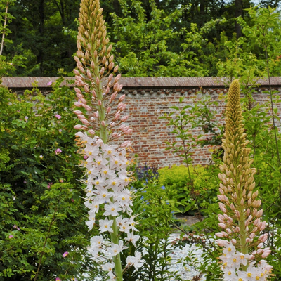 Eremurus robustus discount