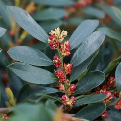 Distylium 'Blue Cascade'