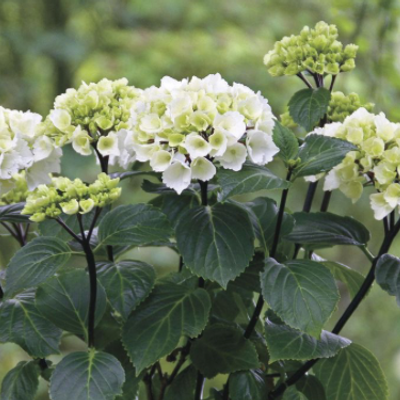 Zebra hydrangea sales