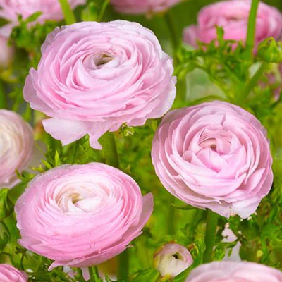 Ballet slipper online ranunculus