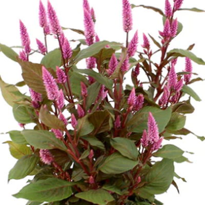 Celosia argentea 'Venezuela' - Shoot