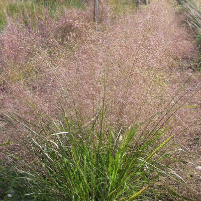 Eragrostis deals