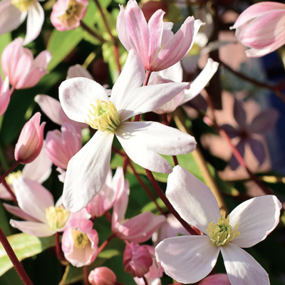 Clematis 'Hendersonii Rubra' - Shoot